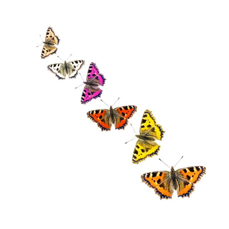 Schmetterlings-Collage