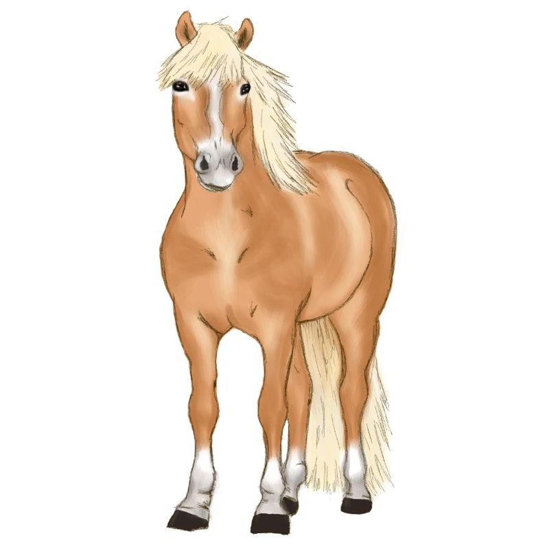 blonder Haflinger