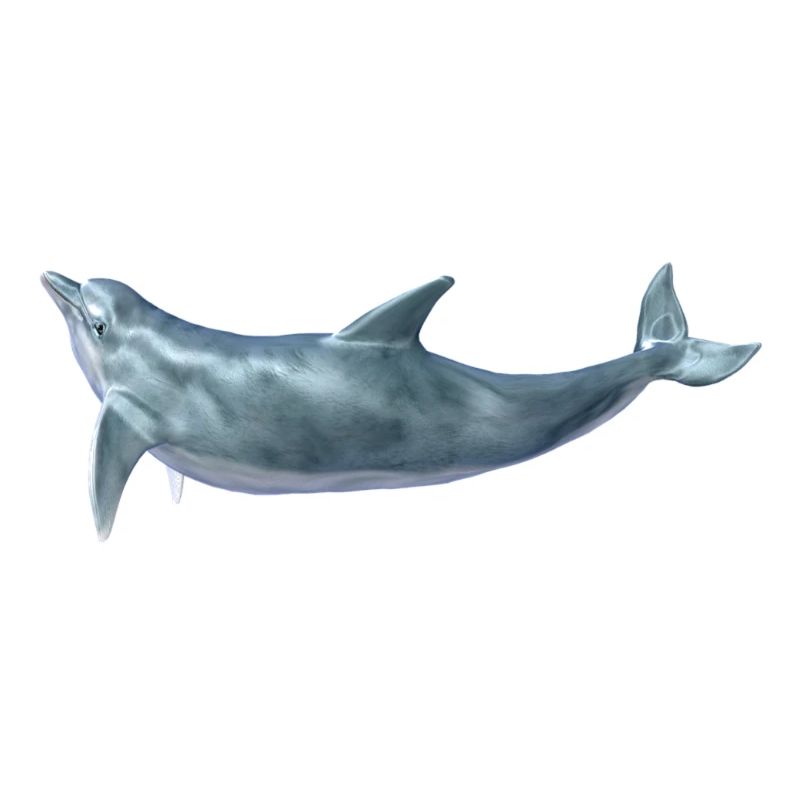Delfin