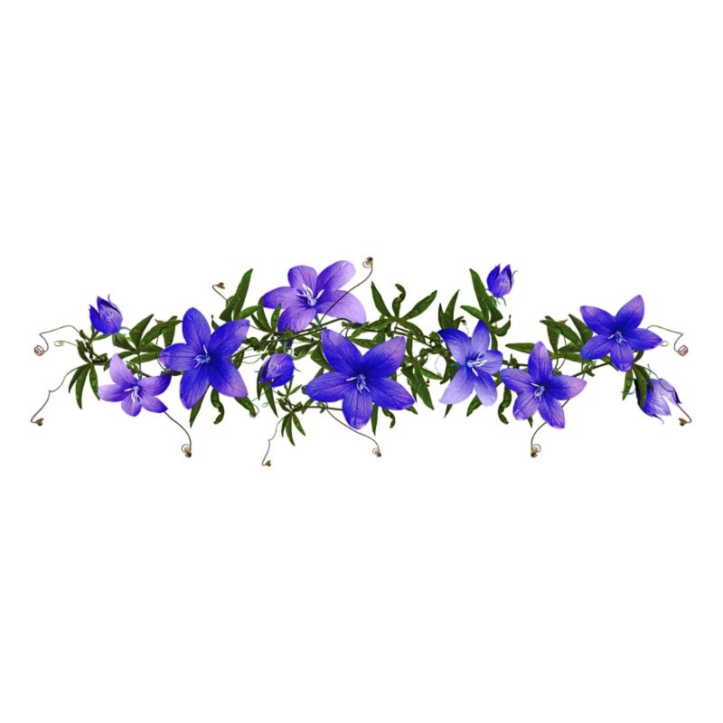 campanule