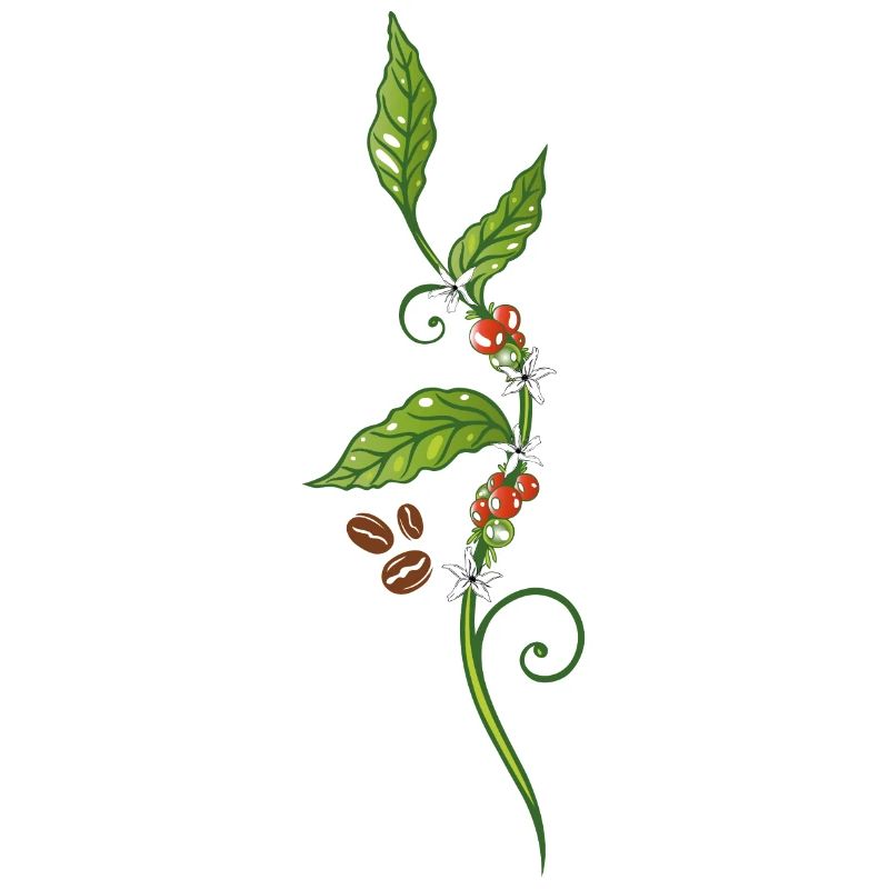 Kaffee Kaffeepflanze Kaffeebohnen