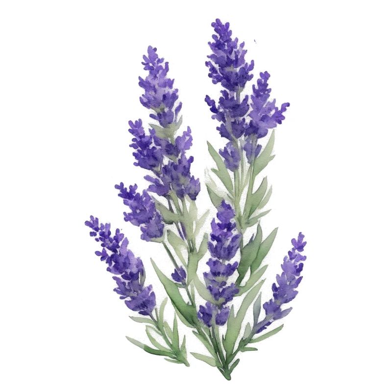 Lavendel