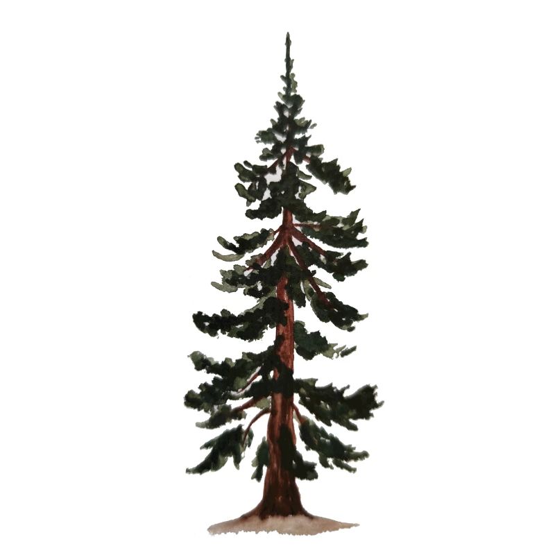 Baum