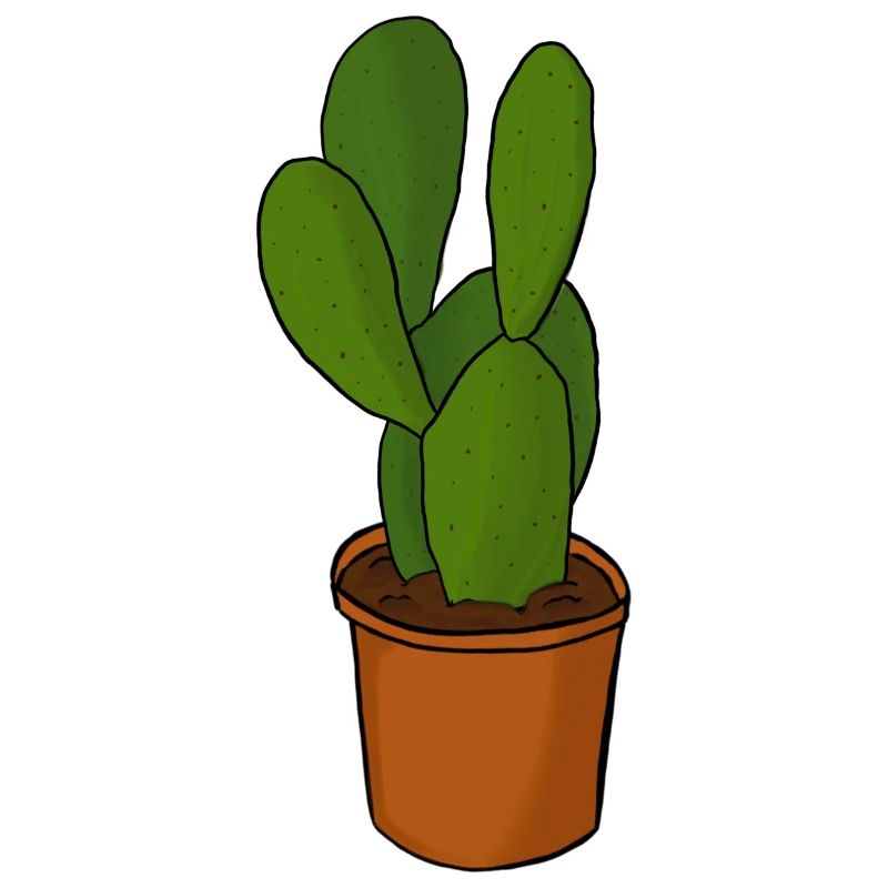 Kaktus