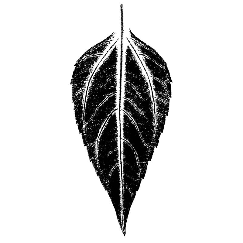 Blatt Topinambur