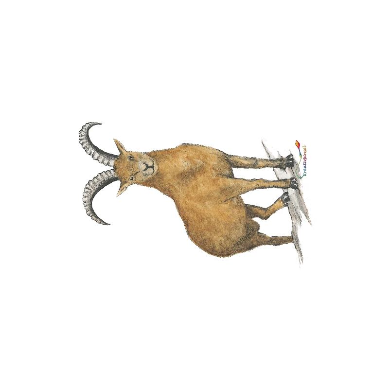 Capricorn