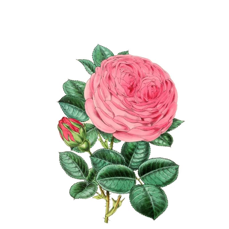 Rosen-Anlage