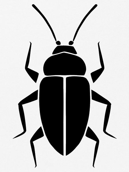 Schabe