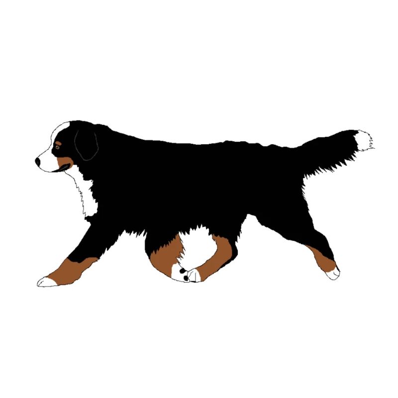 Courses de bouvier bernois