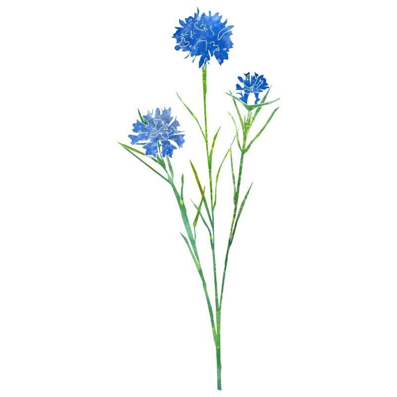 Kornblume.