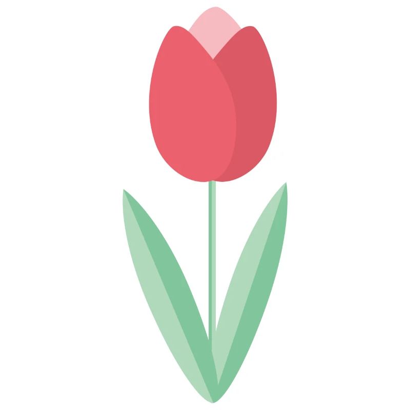 Tulpe