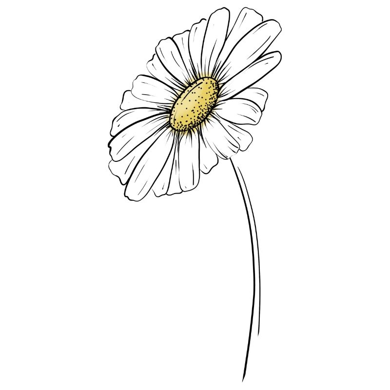 Sommerliches Gänseblümchen