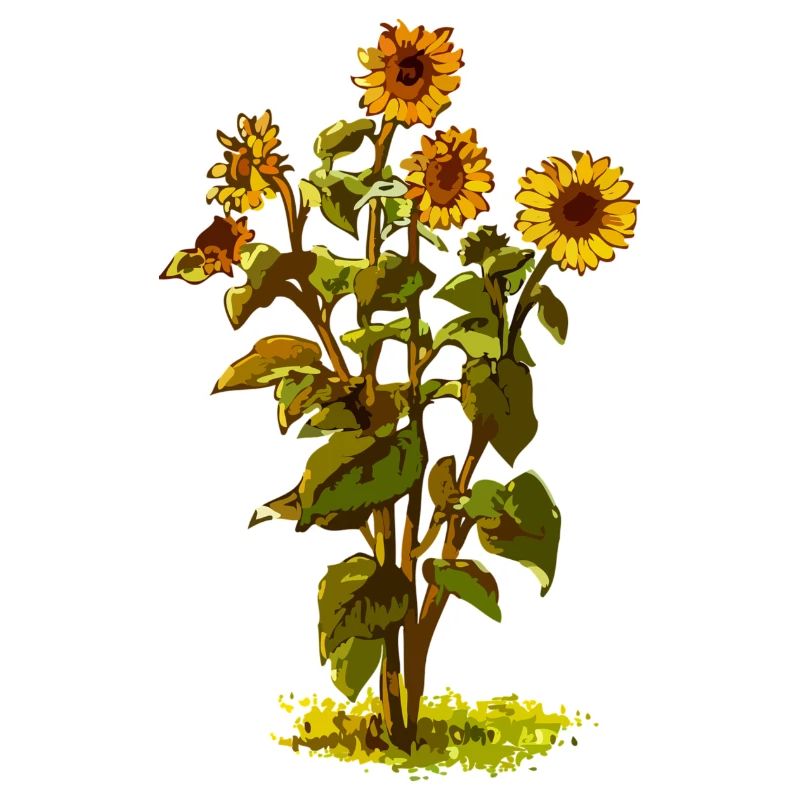 Sonnenblume