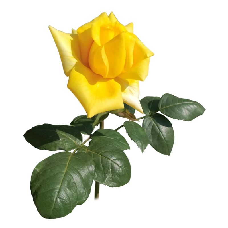 GELBE ROSE