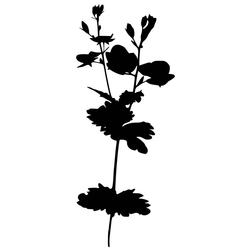 Ehrenpreis blume pflanze