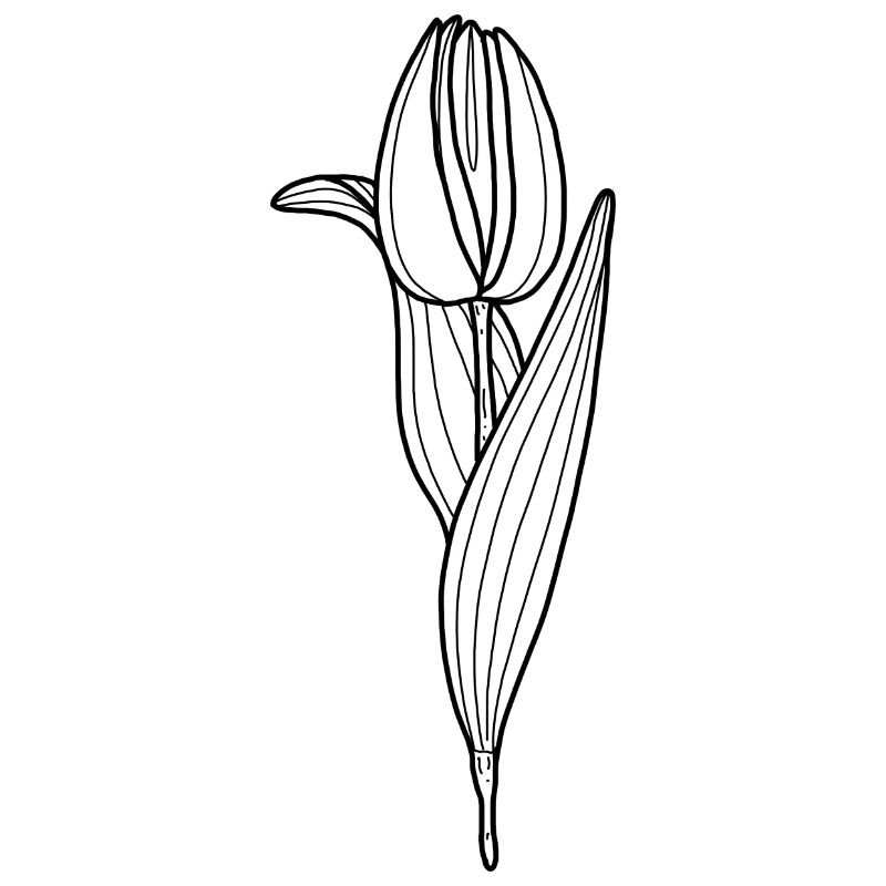 Blume Tulpe