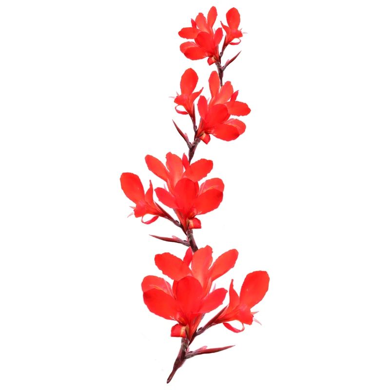 Blumenrohr rote Blumen
