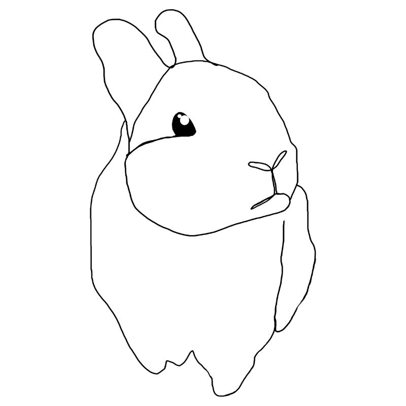 cute rabbit