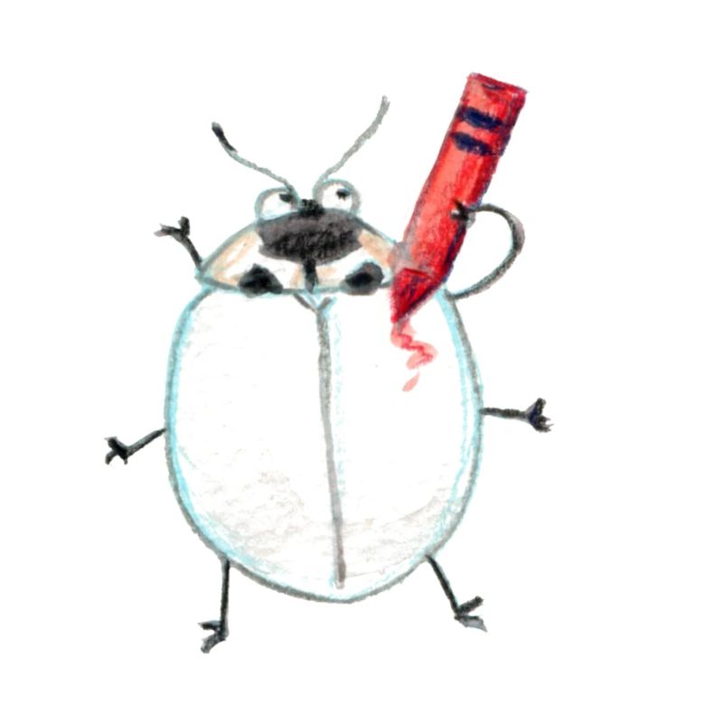 asiatischer Marienkäfer