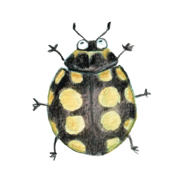 Trockenrasen Marienkäfer