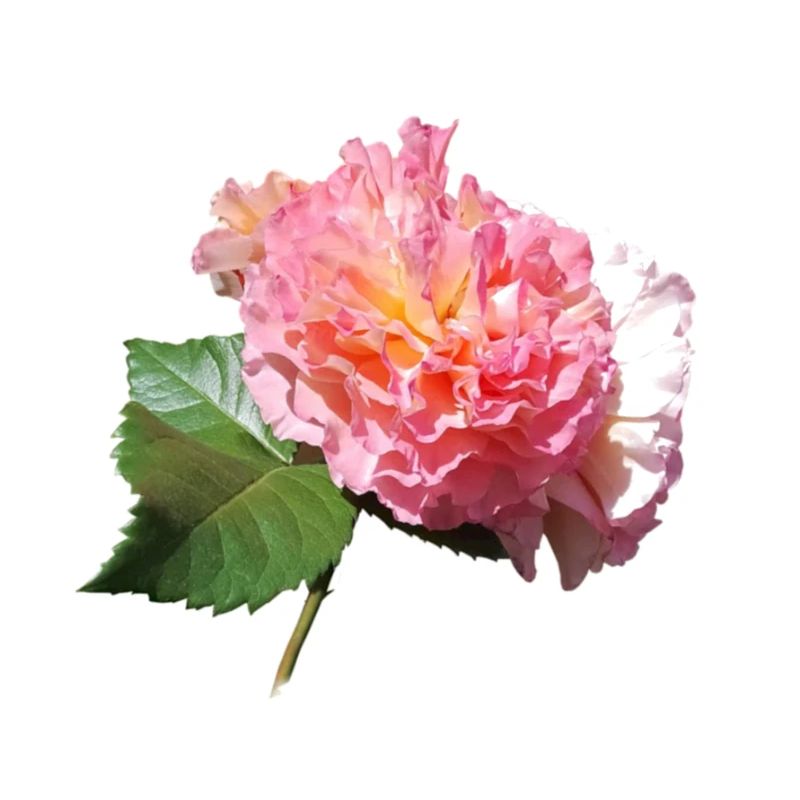 Pinke ROSE