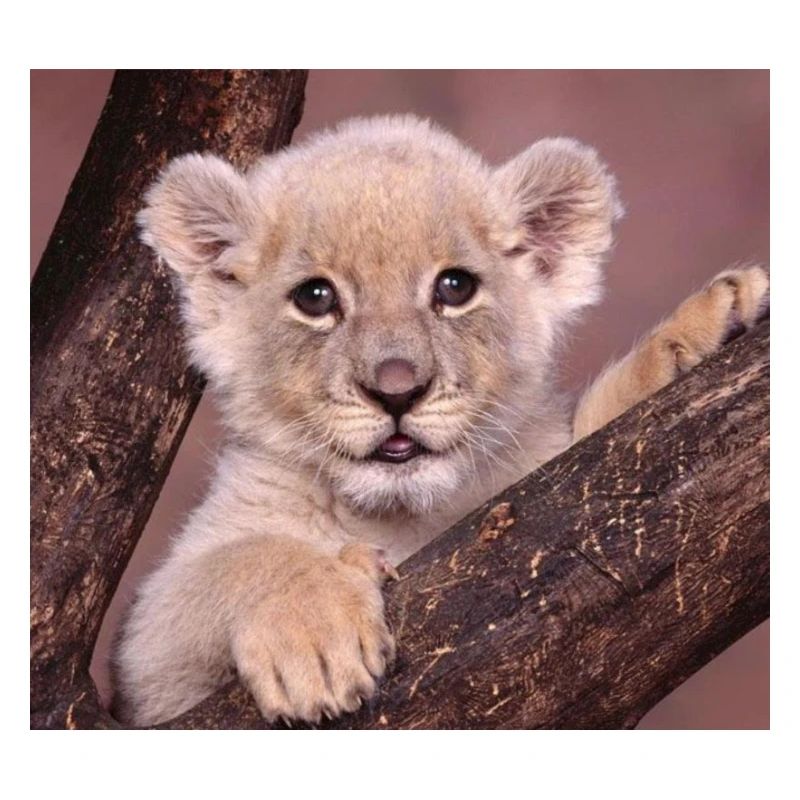 BABY LÖWE