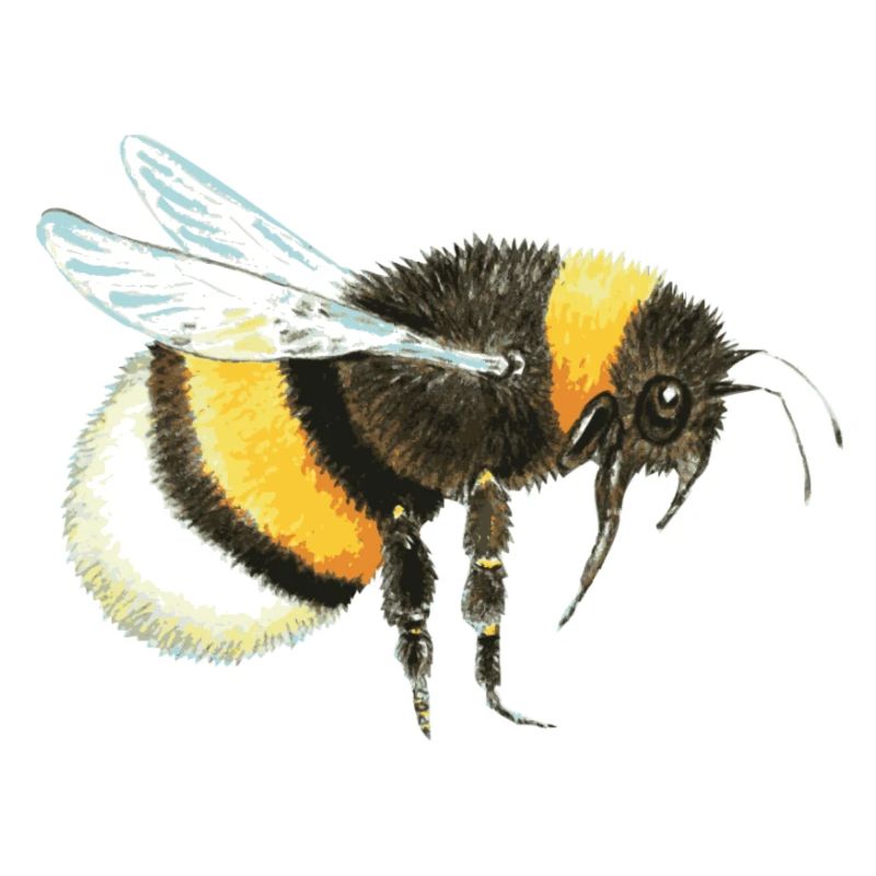 Hummel
