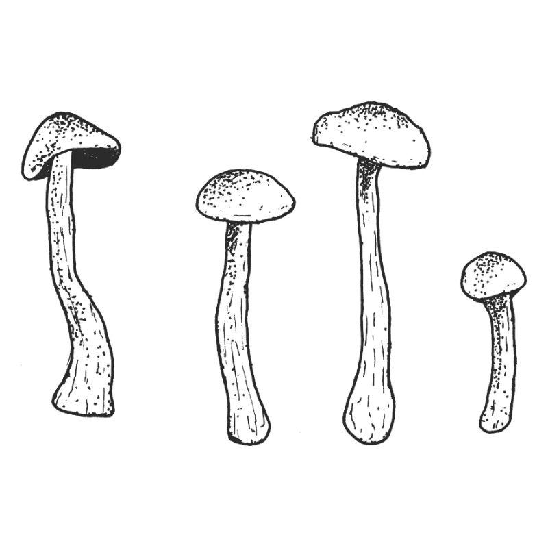 Pilze – Nature Vibes Line-Art