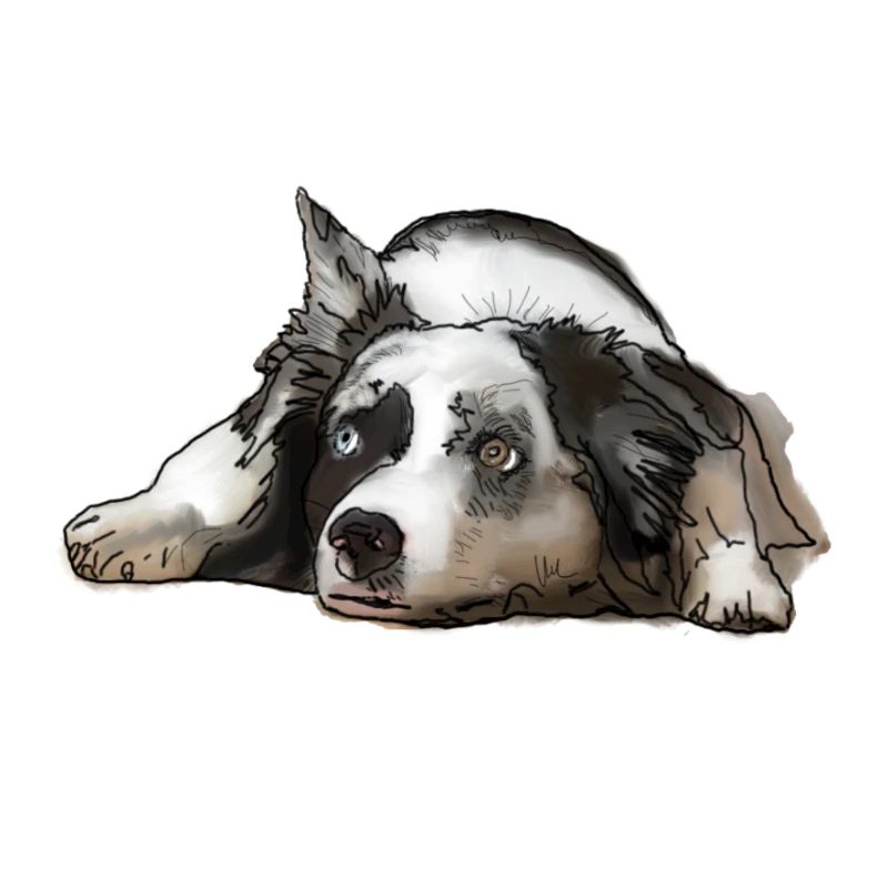 Australian Shepherd