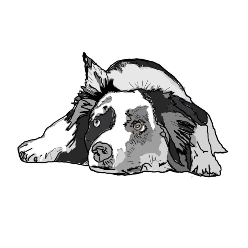 Australian Shepherd
