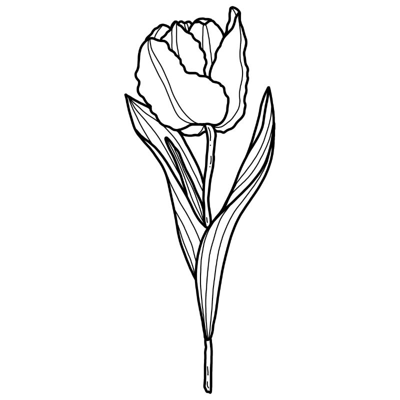 Blume Tulpe