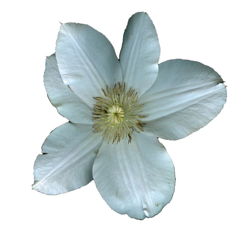 Weiße Clematis-Blüte