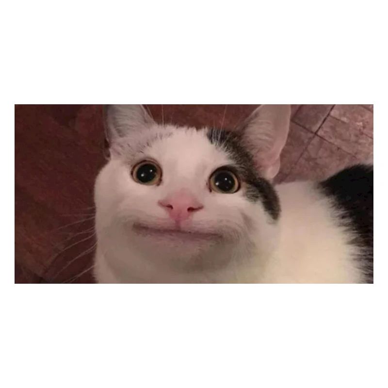 meme cat