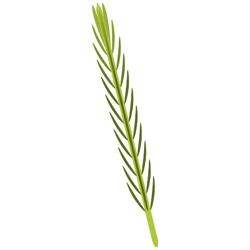 Rosemary Botanische Illustration