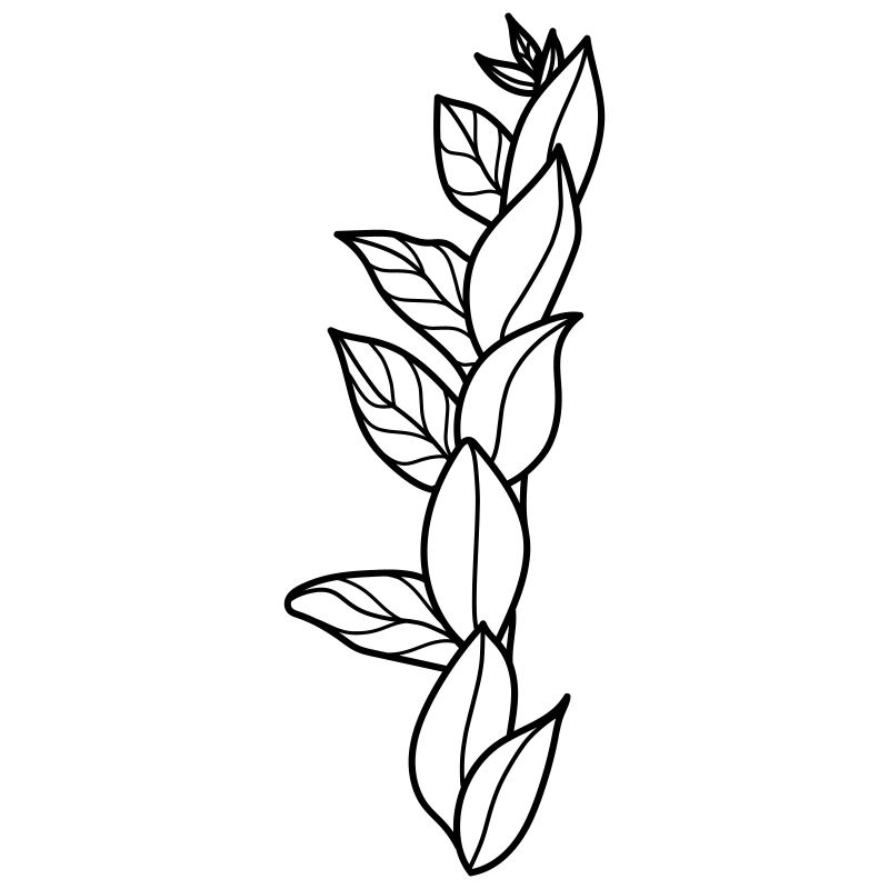 Zz plant