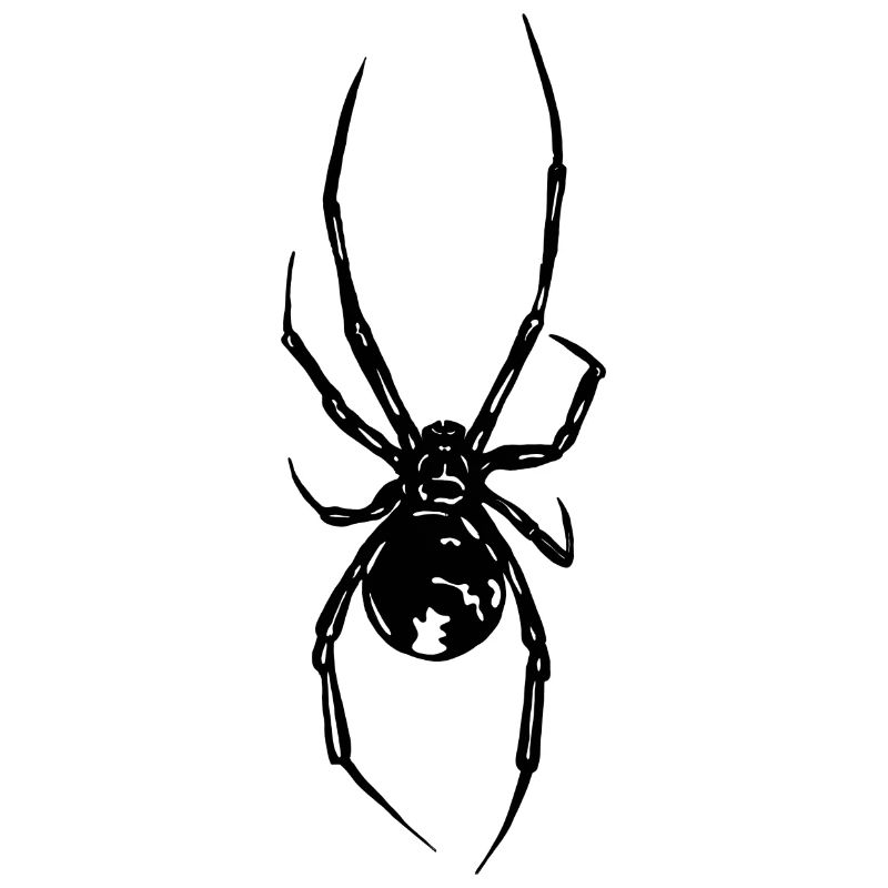 Spinne