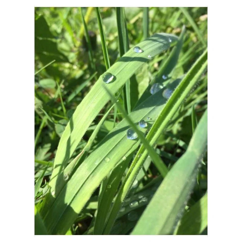 Raindrop