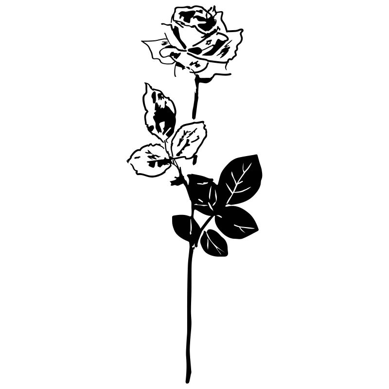baccara rose