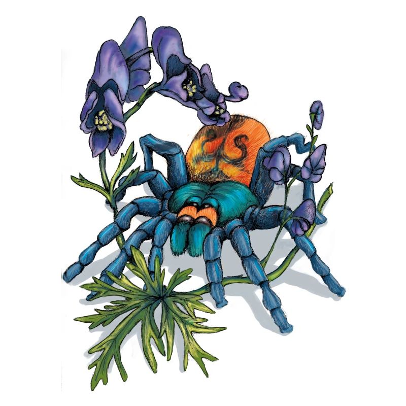Spider (Arachne)