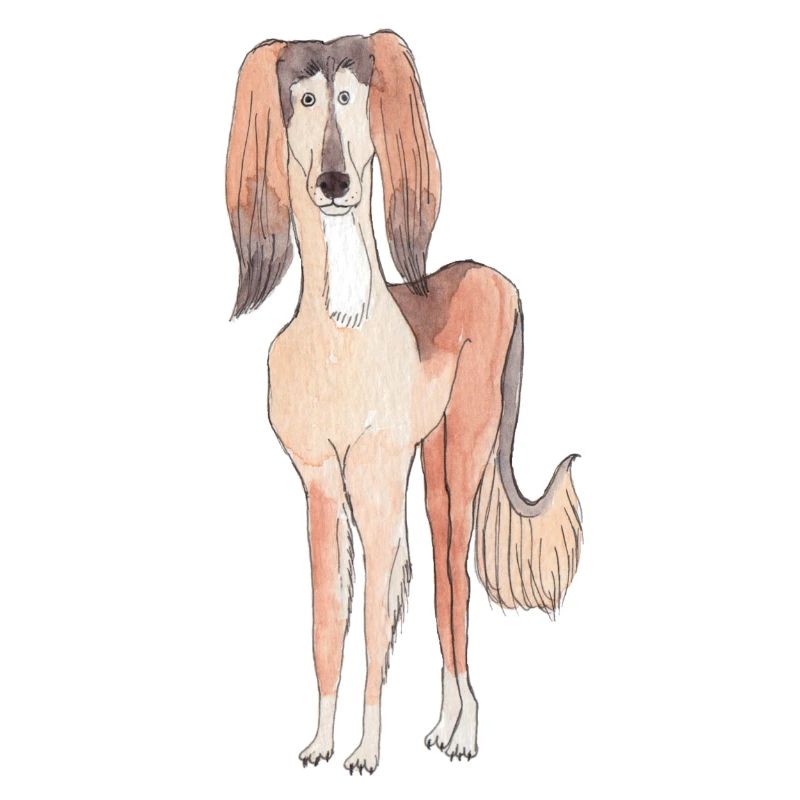 Saluki-Spaß