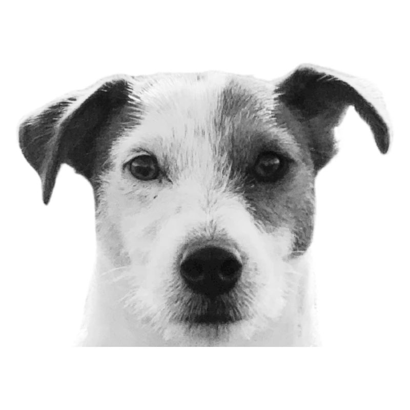 Jack Russel
