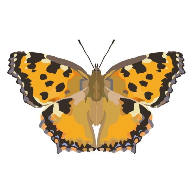 Schmetterlinge: Der Große Fuchs