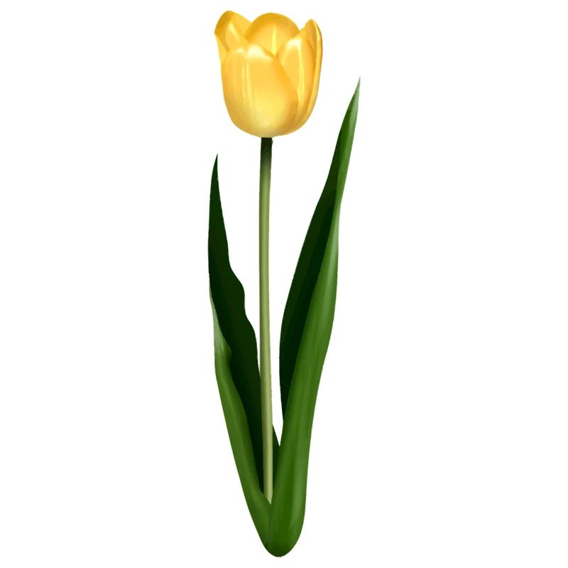 Gelbe Tulpe