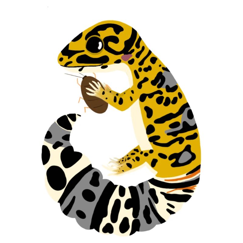 Leopardgecko mit Kakerlake