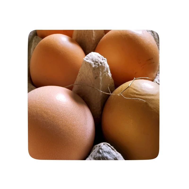 Eier