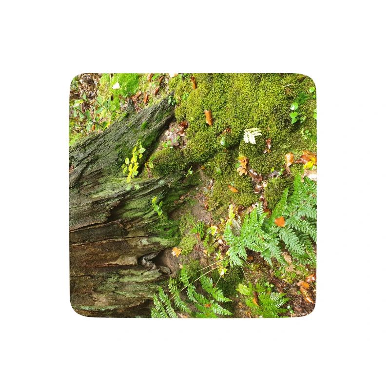 Forêt d’automne