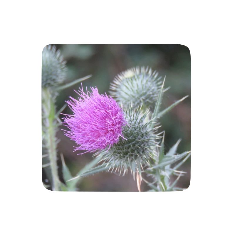 Violetten Distelblüten-Muster