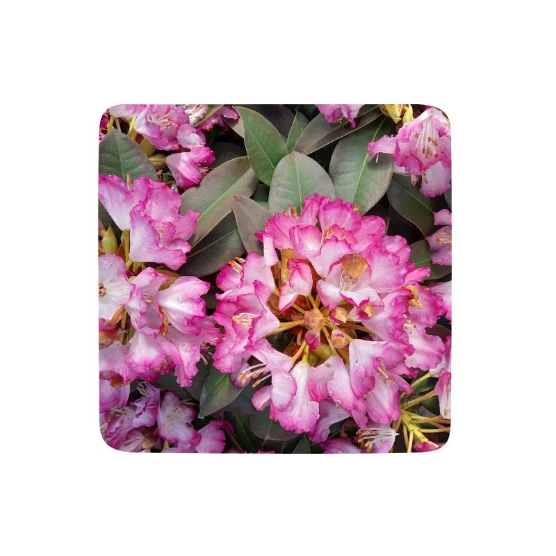 Knallpinker Rhododendron