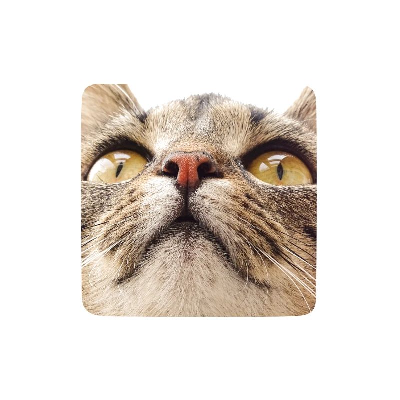 Katzengesicht von Minka