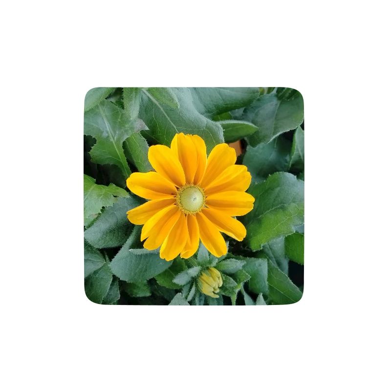 Gelbe Strahlenblüte